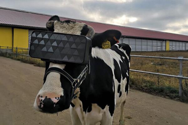  استفاده از هدست واقعیت مجازی برای افزایش شیر گاوها!