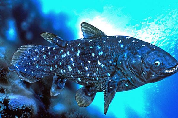 زیست شناسی عجیب یک ماهی با عمر یک قرن!