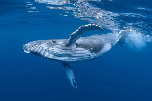 نهنگ‌ها روزانه ۱۰ میلیون قطعه میکروپلاستیک می‌خورند!