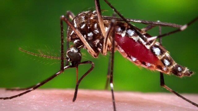روش جدیدی برای کاهش بیماری‌های ناشی از پشه‌ها
