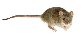  درک هماهنگی ساعت سلولی بدن با بررسی روی موش‌ها