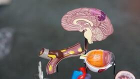 کشف ساختارهایی که به مقابله با تومورهای مغزی کمک می‌کنند