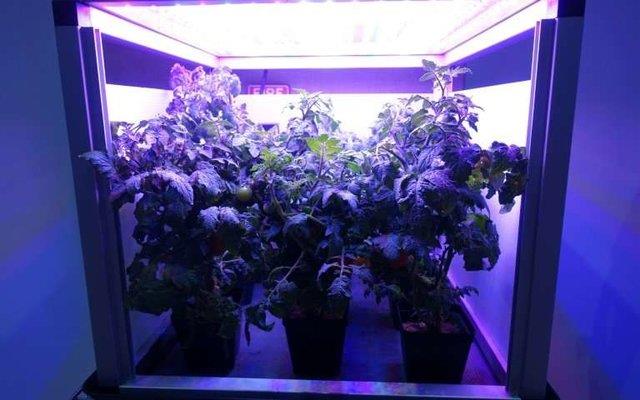  چالش ناسا برای پرورش گیاه در فضا