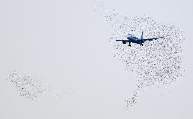 مهار "الگوریتمی" پرندگان برای حفاظت از هواپیماها