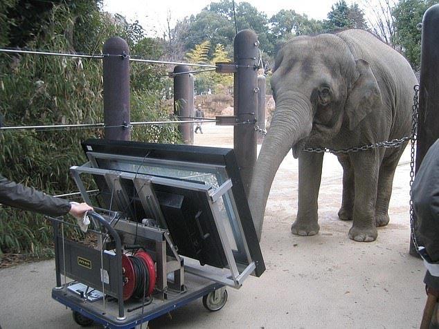 فیلی که قادر به کار با تبلت است 