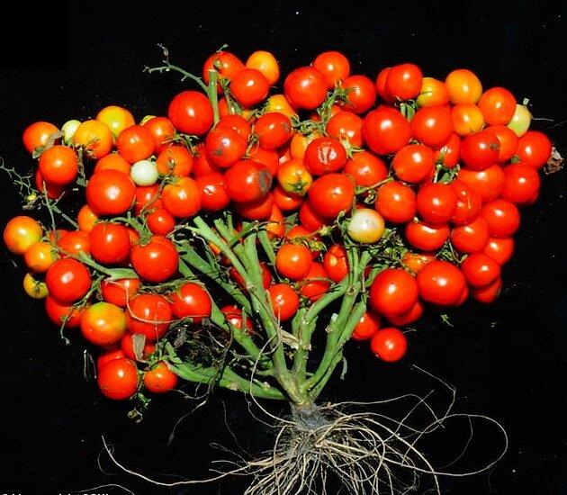  تولید گوجه فرنگی خوشه‌ای با روش اصلاح ژن