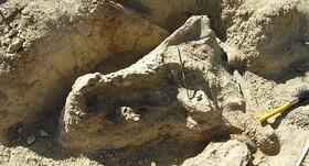 کشف جمجمه‌ یک تمساح ۸ میلیون ساله!