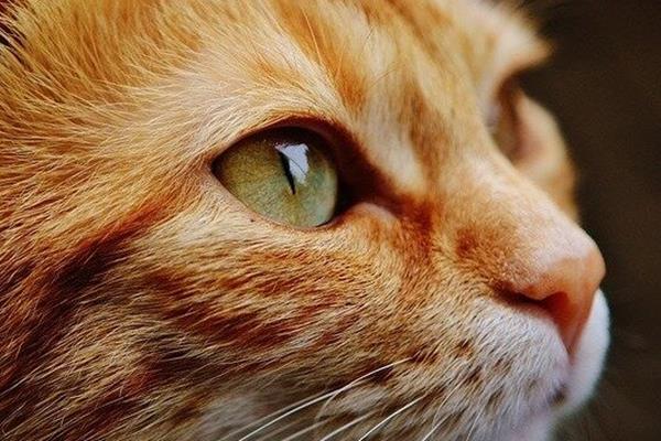  درمان یک بیماری گربه‌ها با کمک ژن درمانی
