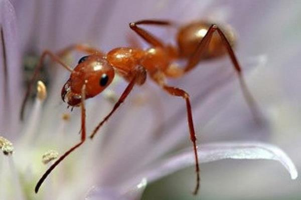تقلید از مورچه‌ برای بهبود مهارت‌های جهت‌یابی در ربات‌ها