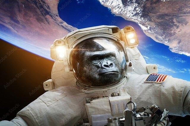 القای خواب زمستانی در میمون‌ها برای تحقق سفرهای فضایی آینده