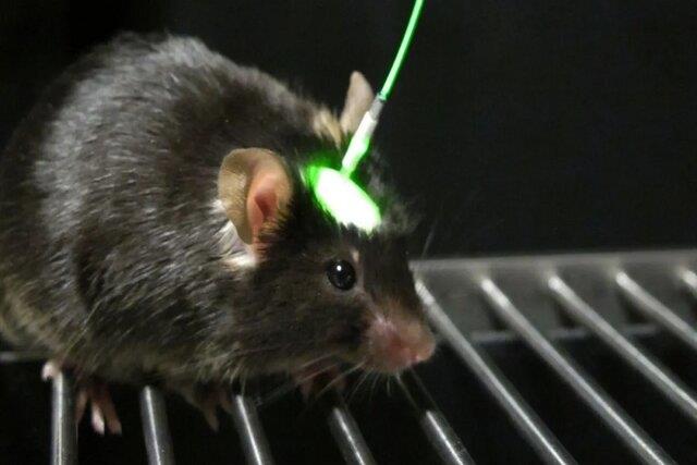 عمر موش‌ها با برنامه‌ریزی مجدد ژن‌ها طولانی شد