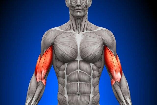 شناسایی پروتئینی که در ترمیم و رشد عضلات نقش دارد