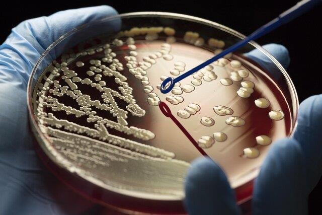 درخشش آنتی‌بیوتیک‌های مبتنی بر طلا در درمان بیماری‌های باکتریایی