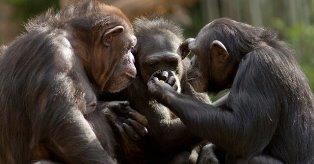  شامپانزه‌های مسن دوستان واقعی خود را گزینش می‌کنند