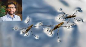 ساخت یک ربات با الهام از حشرات آب‌پیما!