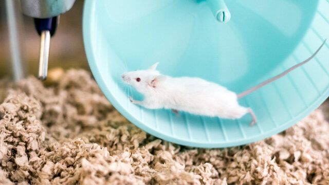  ذرات "خون جوان" و کمک به موش‌های پیر برای مبارزه با پیری