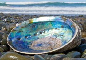 ساخت شیشه نشکن با الهام از صدف دریایی برای گوشی‌های آینده