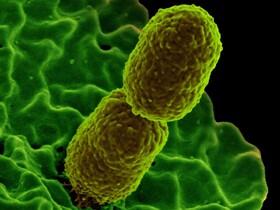 پیشگیری از عفونت باکتریایی با کمک یک ماده مغذی
