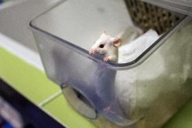 درمان دیستروفی عضلانی موش‌ها با ویرایش ژنی 