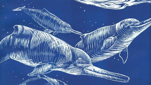 کشف گونه جدیدی از دلفین پس از 65 سال