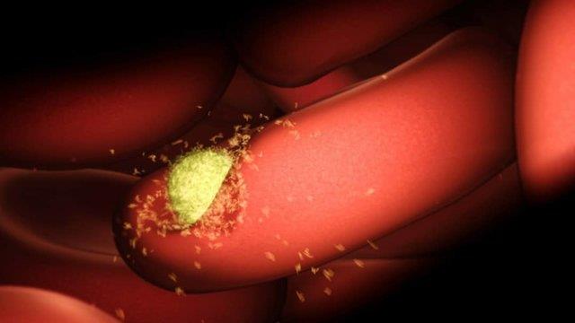 نقشه‌برداری از نحوه پیشرفت مالاریا در بدن با تکنولوژی برنده نوبل