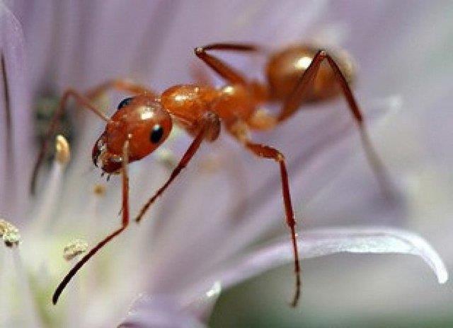تقلید از مورچه‌ برای بهبود مهارت‌های جهت‌یابی در ربات‌ها