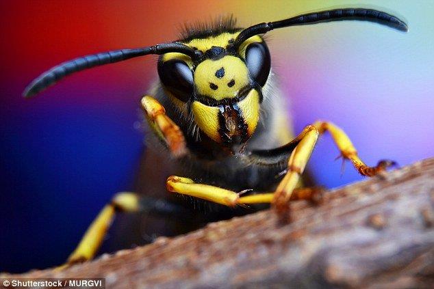  زنبورها توانایی تشخیص چهره دارند!