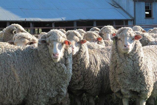  ناسا از پشم گوسفند فیلتر هوا می‌سازد