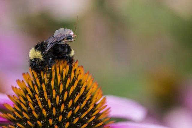  تبدیل زنبورها به ناظران مزرعه با یک کوله‌پشتی الکترونیکی