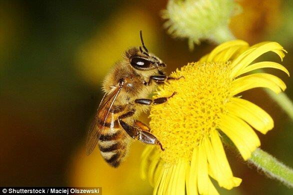  زنبورهای عسل می‌توانند بشمارند!