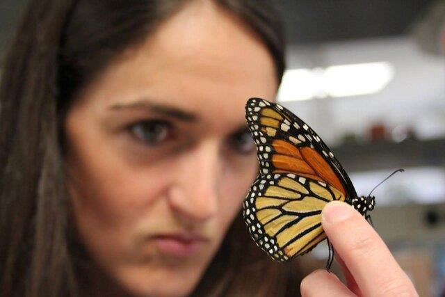 بررسی ارتباط میان ویتامین آ و واکنش مغز در پروانه‌ها