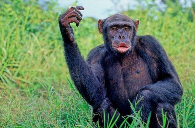  شامپانزه‌ها با شنیدن موسیقی می‌رقصند