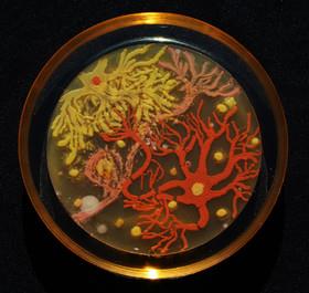 خلق آثار هنری با میکروب و باکتری