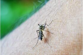 پادتن‌هایی که می‌توانند سپر دفاعی بدن در برابر مالاریا باشند