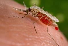 رمزگشایی از اسرار انتقال مالاریا توسط پشه‌ها 