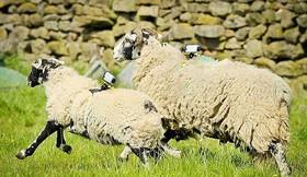 افزایش سرعت اینترنت با استفاده از گوسفندها! 