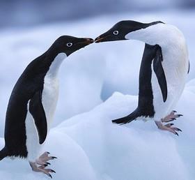 پنگوئن‌ها فقط طعم شور و ترش را می‌فهمند! 