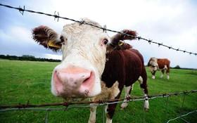 مسؤولیت مدیریت تغییرات‌ آب‌وهوایی بر دوش گاوها افتاد! 