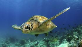 شناسایی بزرگ ترین کلونی لاک پشت های دریایی در اقیانوس اطلس